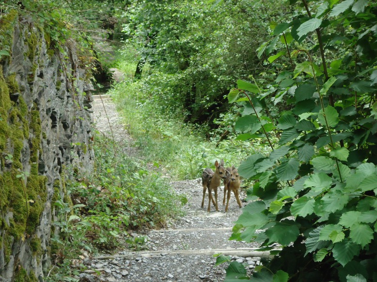 Rheinsteig reekalfjes Rheinsteig reekalfjes